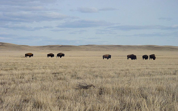 Grasslands National Park - Sehenswürdigkeiten Kanada Grasslands National Park - Sehenswürdigkeiten Kanada